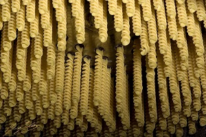 Fusilli bronze die jpeg